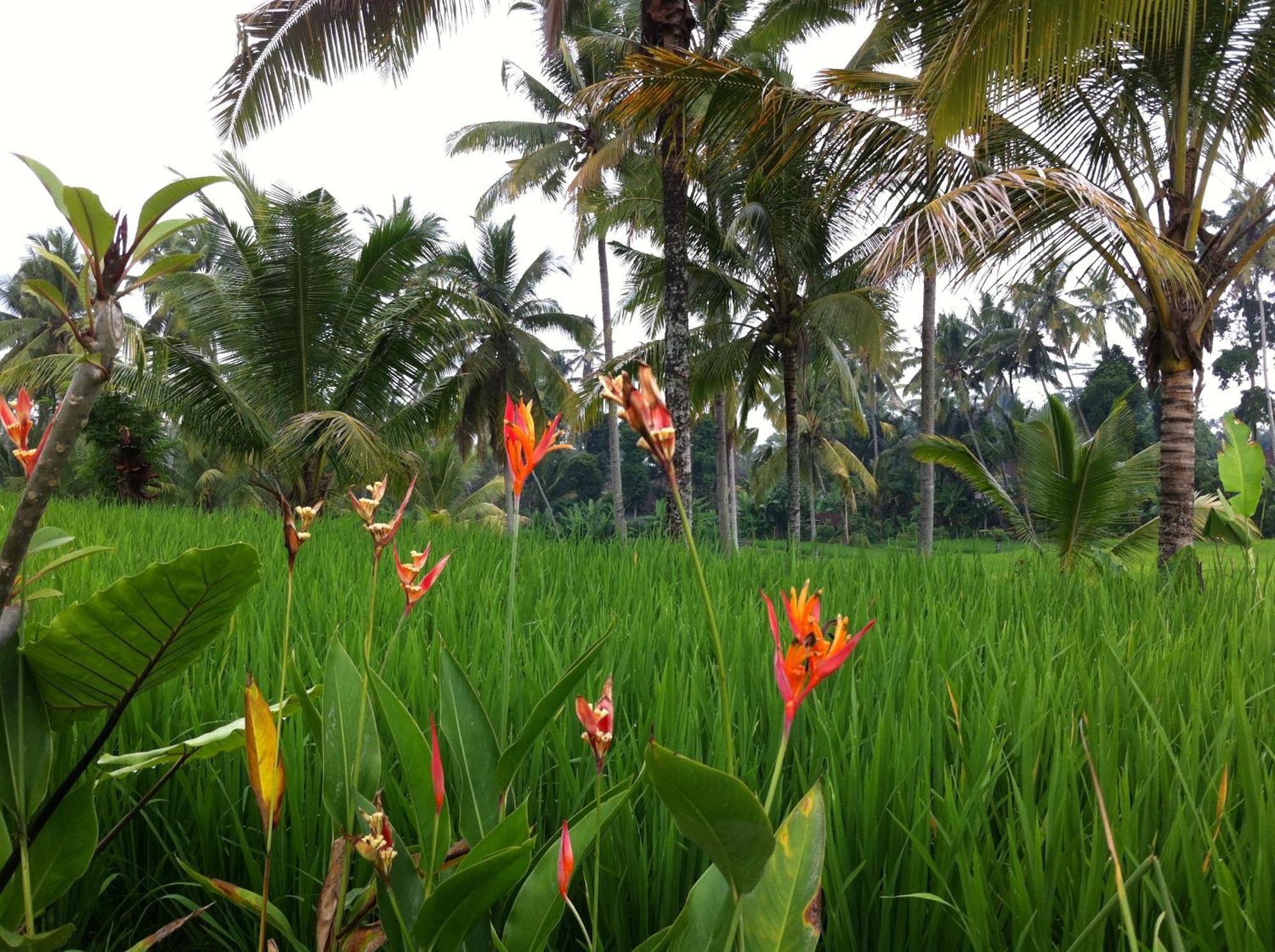 Villa Neyang Ubud Exterior foto