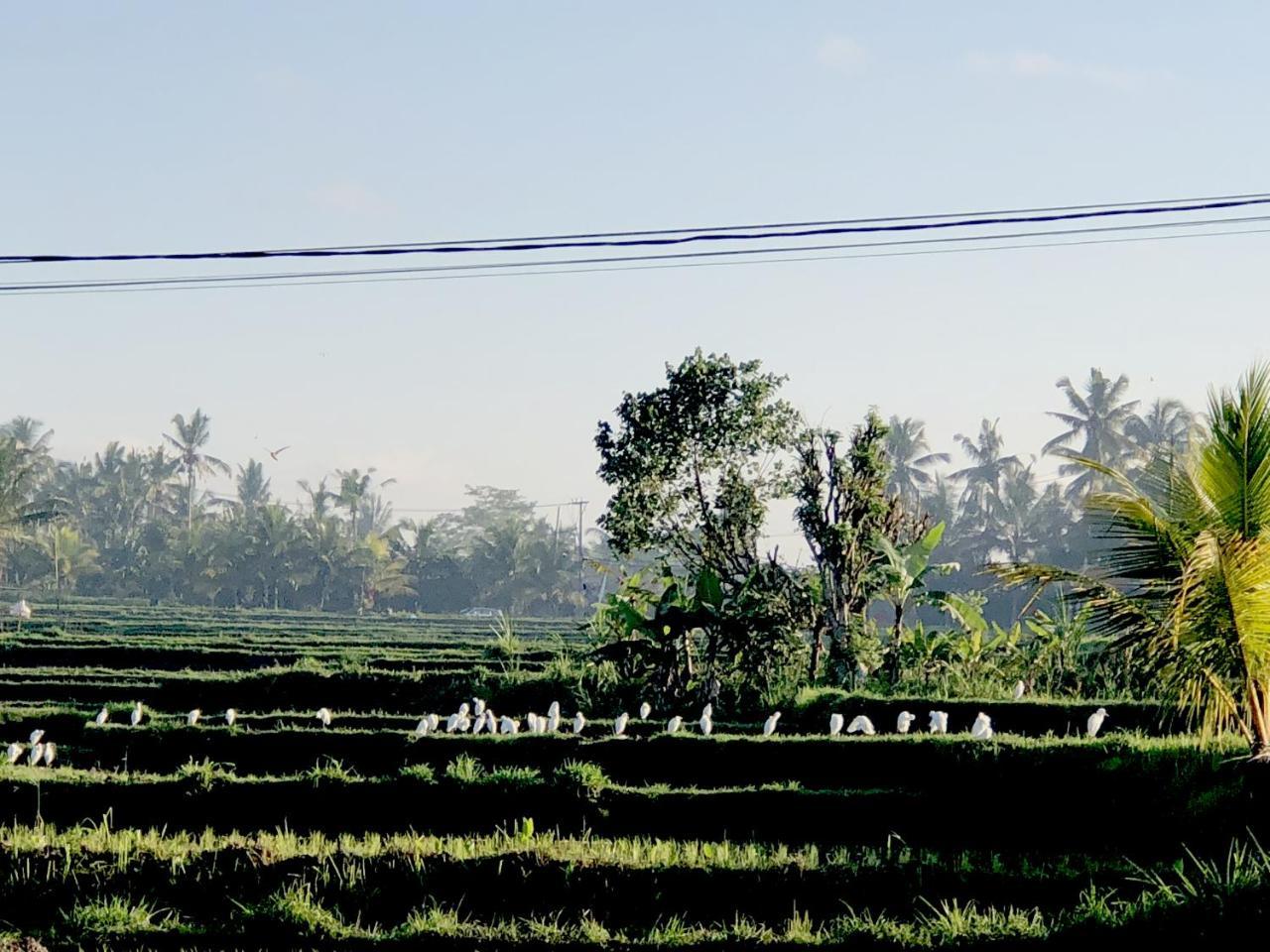 Villa Neyang Ubud Exterior foto